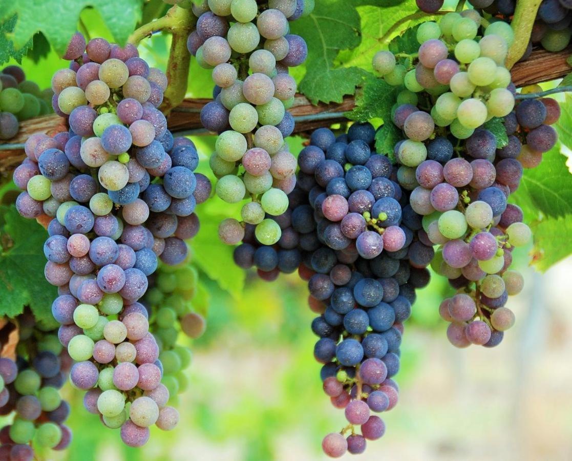 Maison Des Vignes Le Fleix Eksteriør bilde